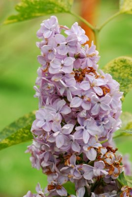 Syringa vulgaris 'Aucubifolia' - šeřík obecný - květenství